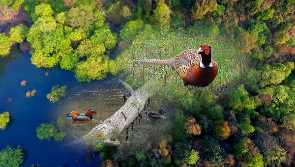 世界地球日丨神奇珍稀動(dòng)物在哪里？車八嶺國家級(jí)自然保護(hù)區(qū)走一波