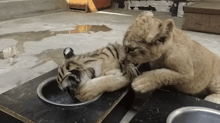 &ldquo;萌萌噠&rdquo;！虎獅&ldquo;姊妹花&rdquo;