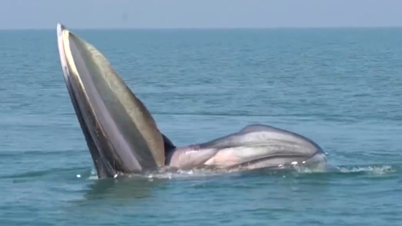 罕見！布氏鯨首次主動(dòng)靠近科研船