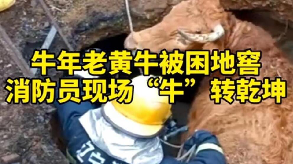 牛年老黃牛被困地窖，消防員現(xiàn)場&ldquo;牛&rdquo;轉(zhuǎn)乾坤！