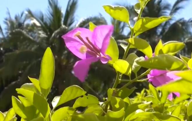 海南：超40℃！多市縣發(fā)布高溫預警