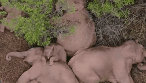 &ldquo;象&rdquo;往何處？ 亞洲象的&ldquo;正確睡姿&rdquo;什么樣？