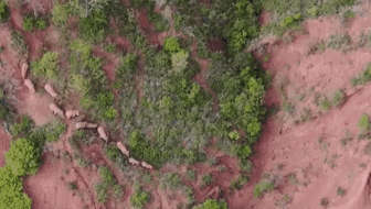 &ldquo;象&rdquo;往何方？ 象群正翻山南行 當?shù)赜行蚴枭⑷罕? /></a>
<div   id=