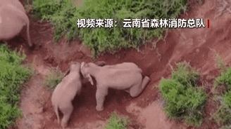 &ldquo;象&rdquo;往何方？野象群持續(xù)向南行進