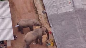 圈粉無(wú)數(shù)的&ldquo;大象旅行團(tuán)&rdquo;走到哪兒了？