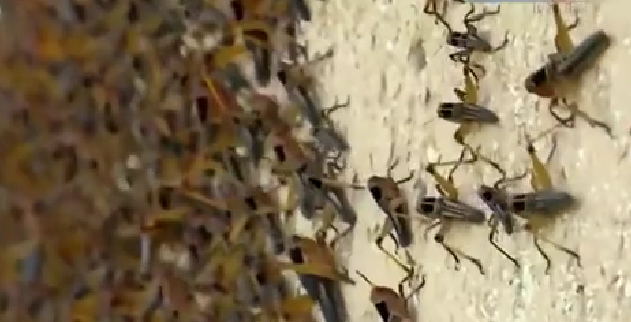 恐怖！ 漫天飛舞 俄邊疆區(qū)遭蝗蟲、瓢蟲侵襲