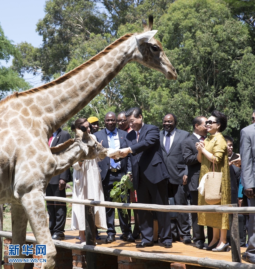 12月2日，國家主席習(xí)近平在津巴布韋考察野生動物救助基地。在基地負(fù)責(zé)人陪同下，習(xí)近平和夫人彭麗媛察看了基地救助的野生動物，并給大象、長頸鹿遞喂水果、樹葉。新華社記者 黃敬文 攝 