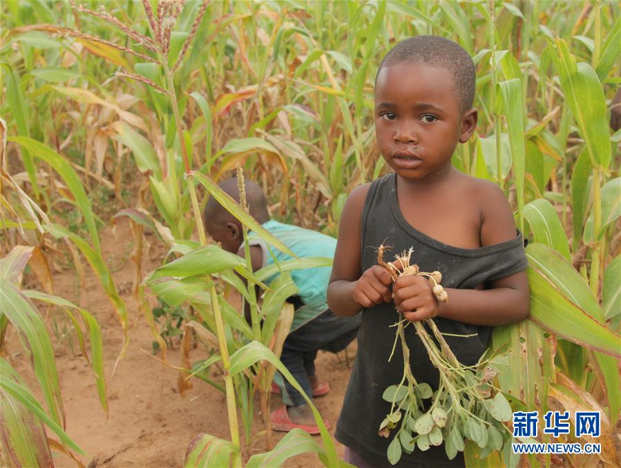 (國際)(1)津巴布韋預(yù)計(jì)今年逾700萬人將面臨糧食短缺