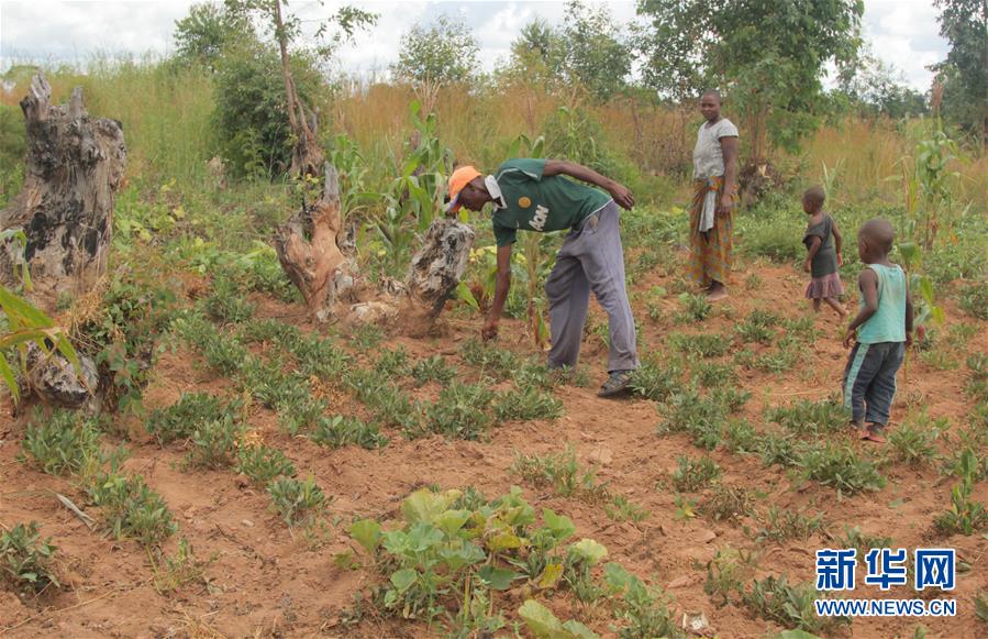 (國際)(3)津巴布韋預(yù)計(jì)今年逾700萬人將面臨糧食短缺