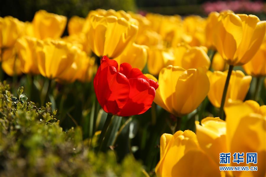 （國際&middot;北京世園會）（14）世界園林巡禮&mdash;&mdash;比利時拜加登城堡