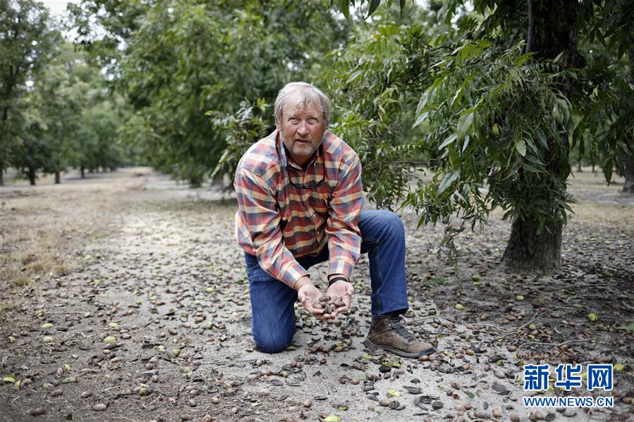 （國際&middot;圖文互動）（4）通訊：期待美中盡早達成貿(mào)易協(xié)議&mdash;&mdash;颶風和關(guān)稅夾擊下的美國山核桃種植戶盼重回中國市場
