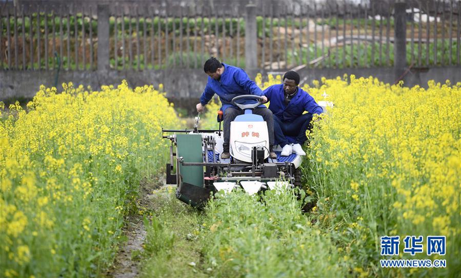 (在習(xí)近平新時(shí)代中國(guó)特色社會(huì)主義思想指引下——新時(shí)代新作為新篇章·總書記關(guān)切開放事·圖文互動(dòng))(10)來中國(guó)“學(xué)種地”的“洋學(xué)生”