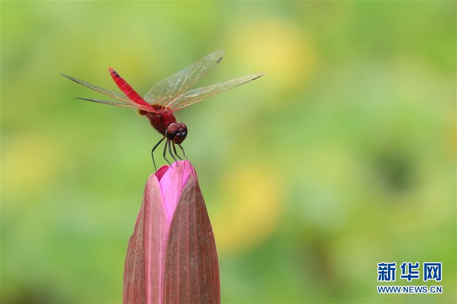 （國際&middot;年終報道）（7）2019，精&ldquo;彩&rdquo;紛呈