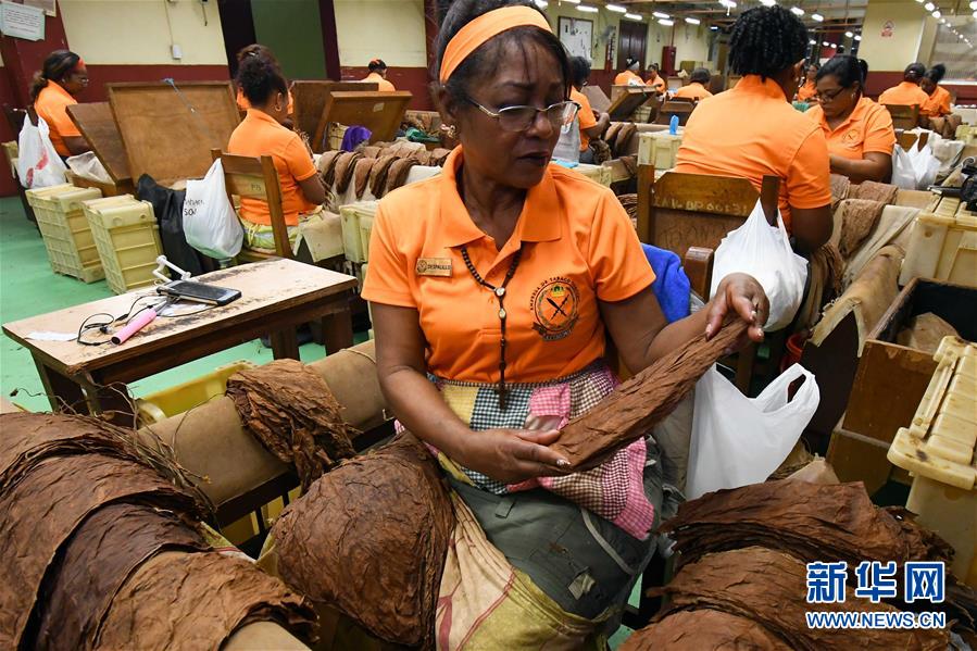 (國際·圖文互動)(6)古巴優(yōu)質(zhì)手卷雪茄誕生記——訪古巴最大雪茄廠