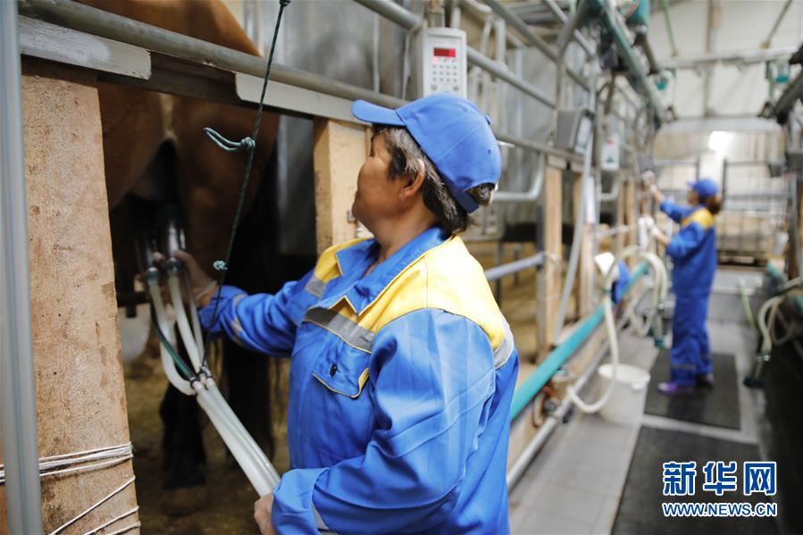 (國際·圖文互動(dòng))(3)從“先遣隊(duì)”到“正規(guī)軍”——哈薩克斯坦駱駝奶粉入華記