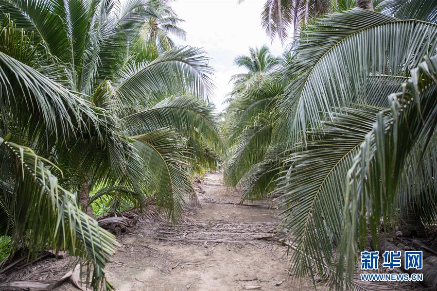 (第三屆進(jìn)博會(huì)·圖文互動(dòng))(7)通訊:椰香飄進(jìn)進(jìn)博會(huì) 市場(chǎng)開放共繁榮——一名泰國(guó)椰商的心聲