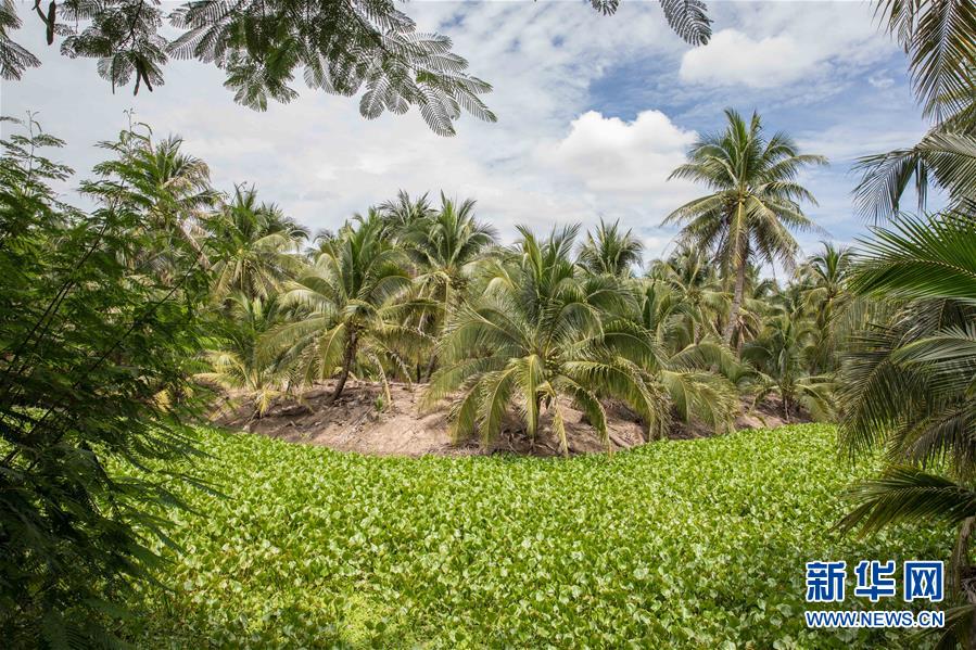 (第三屆進(jìn)博會(huì)·圖文互動(dòng))(9)通訊:椰香飄進(jìn)進(jìn)博會(huì) 市場(chǎng)開放共繁榮——一名泰國(guó)椰商的心聲