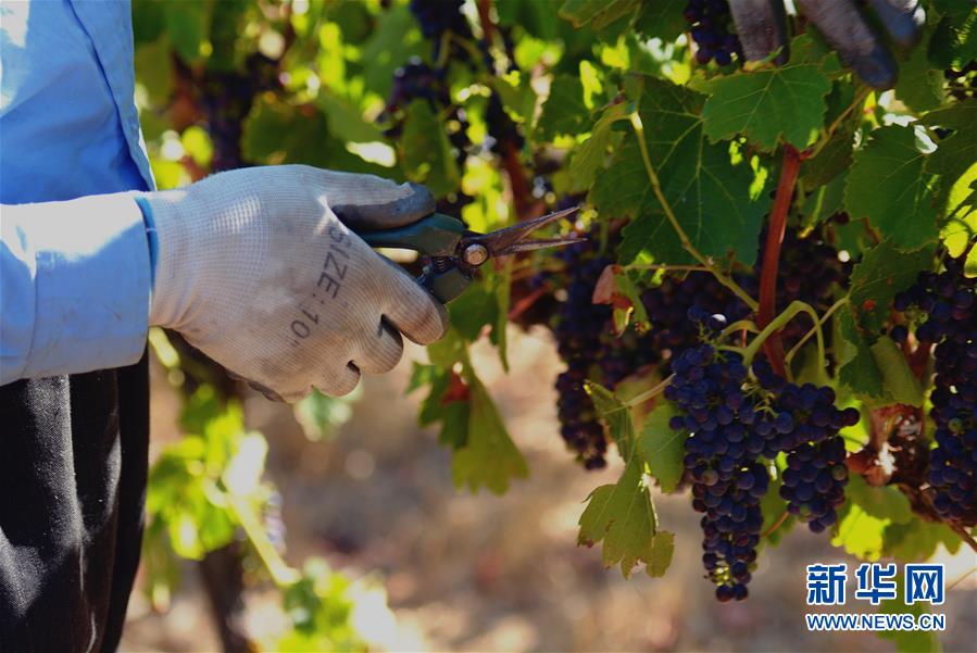 (第三屆進(jìn)博會(huì)·圖文互動(dòng))(2)專訪:進(jìn)博會(huì)是了解中國(guó)市場(chǎng)的好機(jī)會(huì)——訪澳大利亞諾瓦維塔葡萄酒集團(tuán)創(chuàng)始人卡臣