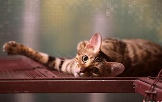 可愛小動物齊聚江蘇常州 吹響萌寵&ldquo;集結(jié)號&rdquo;