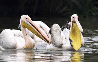 白鵜鶘&ldquo;作客&rdquo;?？? />  
<div>白鵜鶘“作客”海口</div>
</a>
<a href=