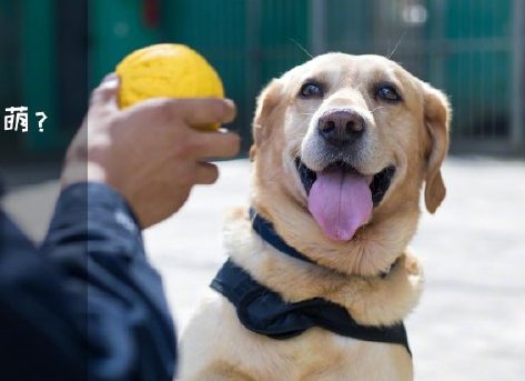 為了&ldquo;破冰&rdquo;，它們英勇無畏！