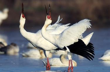 &ldquo;世界最大白鶴群&rdquo;朋友圈在擴(kuò)大