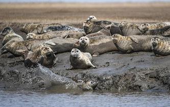 斑海豹洄游棲息遼河入?？? />  
<div>斑海豹洄游棲息遼河入?？?/div>
</a> 
</div>
<div   id=