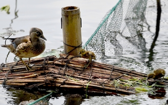 超有愛！西湖里的鴛鴦&ldquo;愛心橋&rdquo;升級